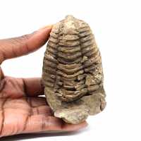 Fossil trilobite
