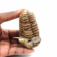 Fossil trilobite