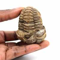 Fossil trilobite