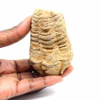Fossil trilobite