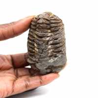 Fossil trilobite
