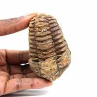 Fossil trilobite