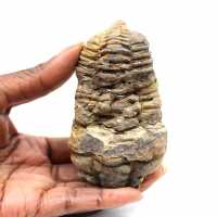Fossil trilobite