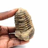 Fossil trilobite
