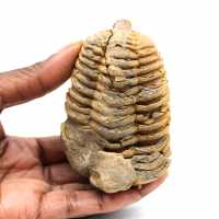 Fossil trilobite