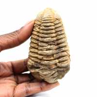 Fossil trilobite