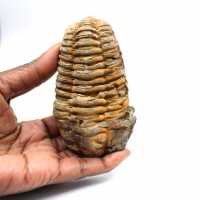 Fossil trilobite
