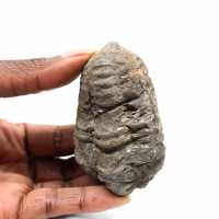 Fossil trilobite