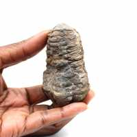 Fossil trilobite