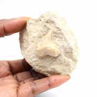 Fossil tooth of Otodus from Morocco