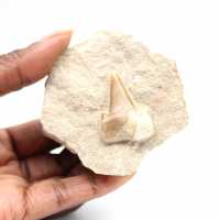 Fossil tooth of Otodus