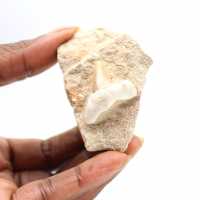 Fossil tooth of Otodus from Morocco
