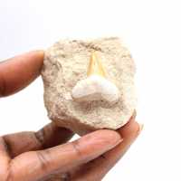 Fossil tooth of Otodus from Morocco