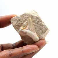 Fossil tooth of Otodus