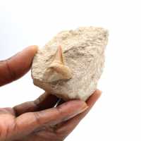 Fossil tooth of Otodus from Morocco