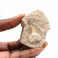 Fossil tooth of Otodus from Morocco