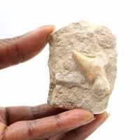 Fossil tooth of Otodus