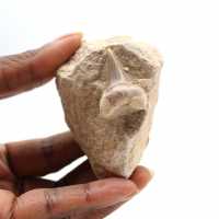 Fossil tooth of Otodus