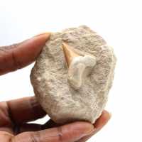 Fossil tooth of Otodus