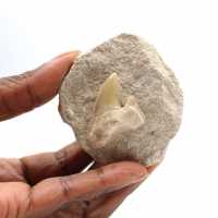 Fossil tooth of Otodus from Morocco