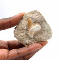 Fossil tooth of Otodus from Morocco