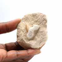Fossil tooth of Otodus