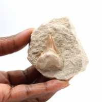 Fossil tooth of Otodus from Morocco