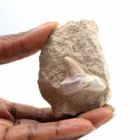 Fossil tooth of Otodus