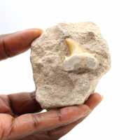 Fossil tooth of Otodus from Morocco