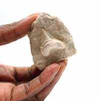Fossil tooth of Otodus from Morocco