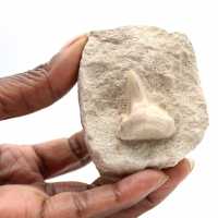 Fossil tooth of Otodus from Morocco