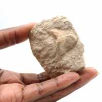 Fossil tooth of Otodus