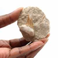Fossil tooth of Otodus