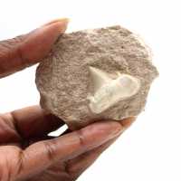 Fossil tooth of Otodus from Morocco