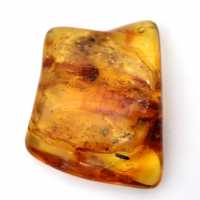 Baltic Amber Fossil Resin – Pebble for enthusiasts