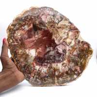 Petrified wood (fossil) polished slice, decorative specimen from Madagascar Petrified wood (fossil) polished slice, decorative specimen from Madagascar