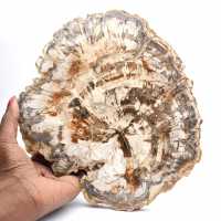 Collectible fossil wood slice, polished on both sides, Madagascar
