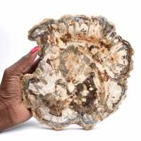 Petrified wood fossil, large polished slice, decorative ornament, Madagascar
