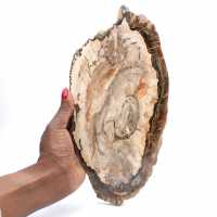 Fossilized wood polished slice, prestigious decorative specimen, Madagascar Fossilized wood polished slice, prestigious decorative specimen, Madagascar