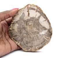 Mini polished petrified wood slice, small collectible fossil, Madagascar Mini polished petrified wood slice, small collectible fossil, Madagascar