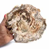 Large slice of polished fossilized wood, unique ornament, Madagascar