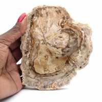 Small polished petrified wood specimen, decorative fossil slice, Madagascar Small polished petrified wood specimen, decorative fossil slice, Madagascar