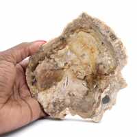 Small polished petrified wood ornament, fossil slice of history, Madagascar Small polished petrified wood ornament, fossil slice of history, Madagascar