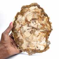 Petrified wood slice, polished ornament, specimen from Madagascar