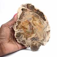 Polished fossil wood slice, decorative specimen, from Madagascar Polished fossil wood slice, decorative specimen, from Madagascar