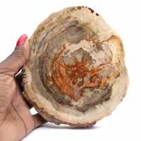 Polished petrified wood (slice), collector's item, Madagascar Polished petrified wood (slice), collector's item, Madagascar