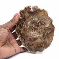 Small polished petrified wood ornament, natural fossil slice, Madagascar Small polished petrified wood ornament, natural fossil slice, Madagascar