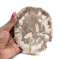 Polished petrified wood slice, fossil tree specimen, Madagascar Polished petrified wood slice, fossil tree specimen, Madagascar