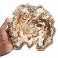 Fossilized wood (slice), polished ornament, collector's item, Madagascar Fossilized wood (slice), polished ornament, collector's item, Madagascar