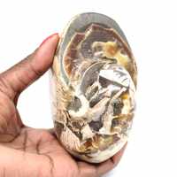 Polished Collectible Ammonite from Madagascar - Authentic Decorative Specimen